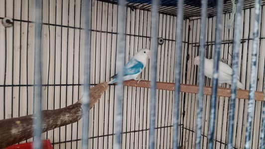 breeder pair kids arrange 5