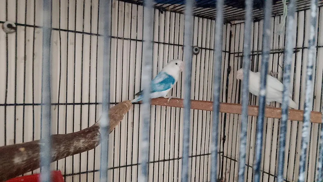 breeder pair kids arrange 5