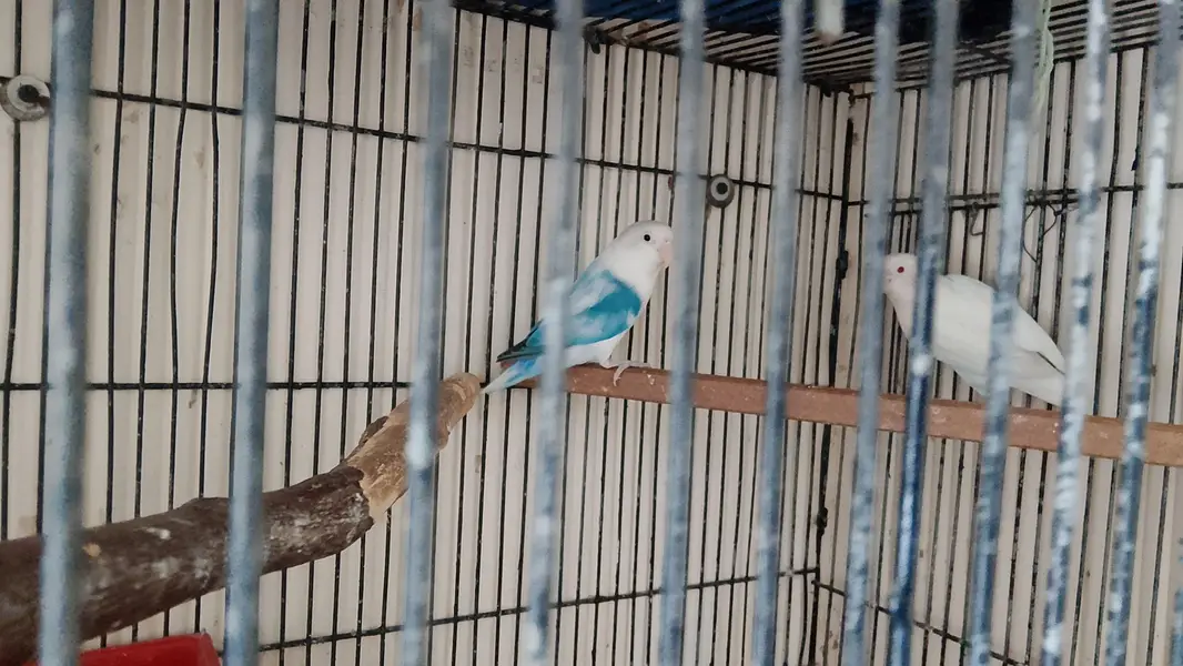 breeder pair kids arrange 5 — photo 2