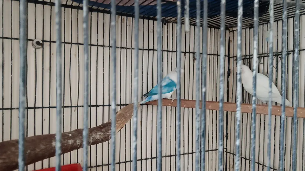 breeder pair kids arrange 5 — photo 3