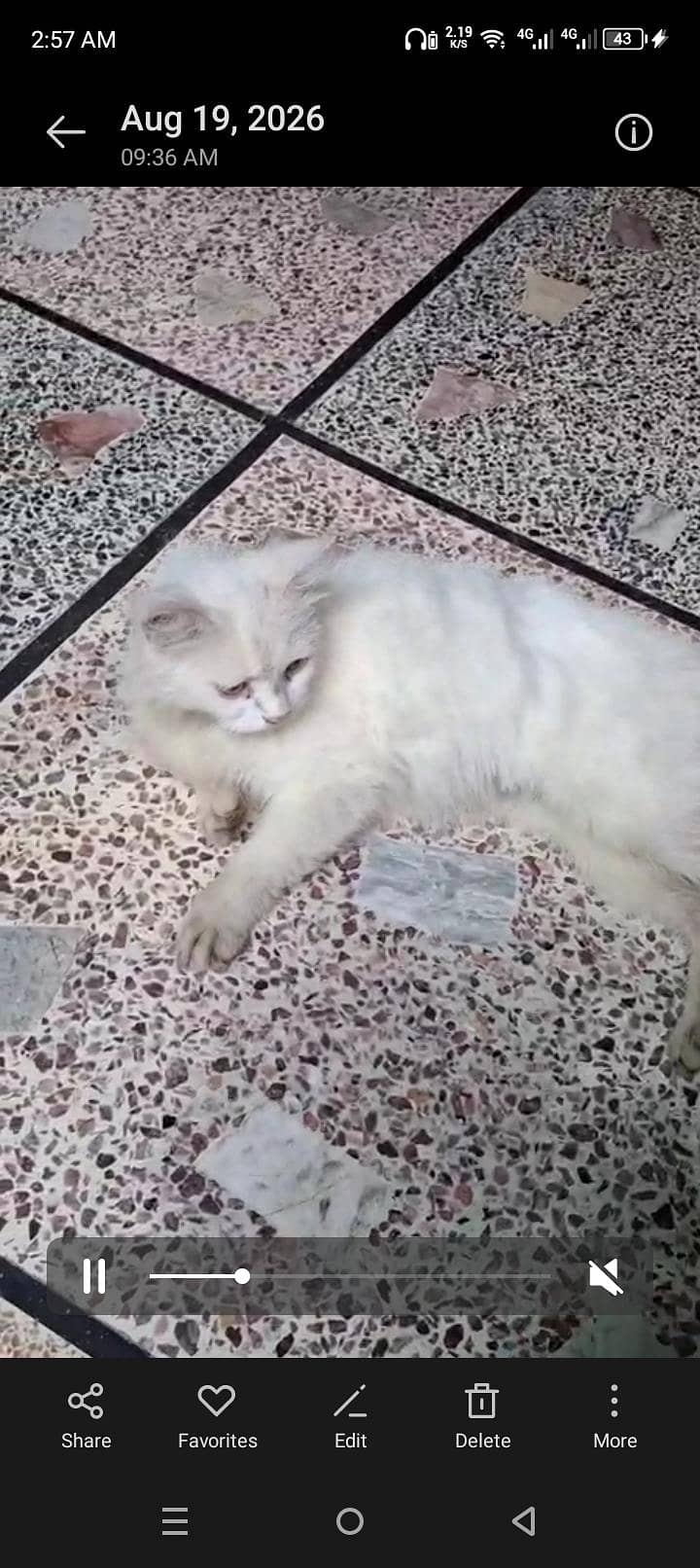 double code Persian cat 0