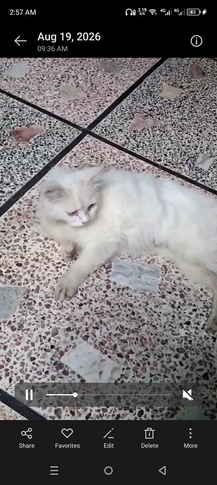 double code Persian cat