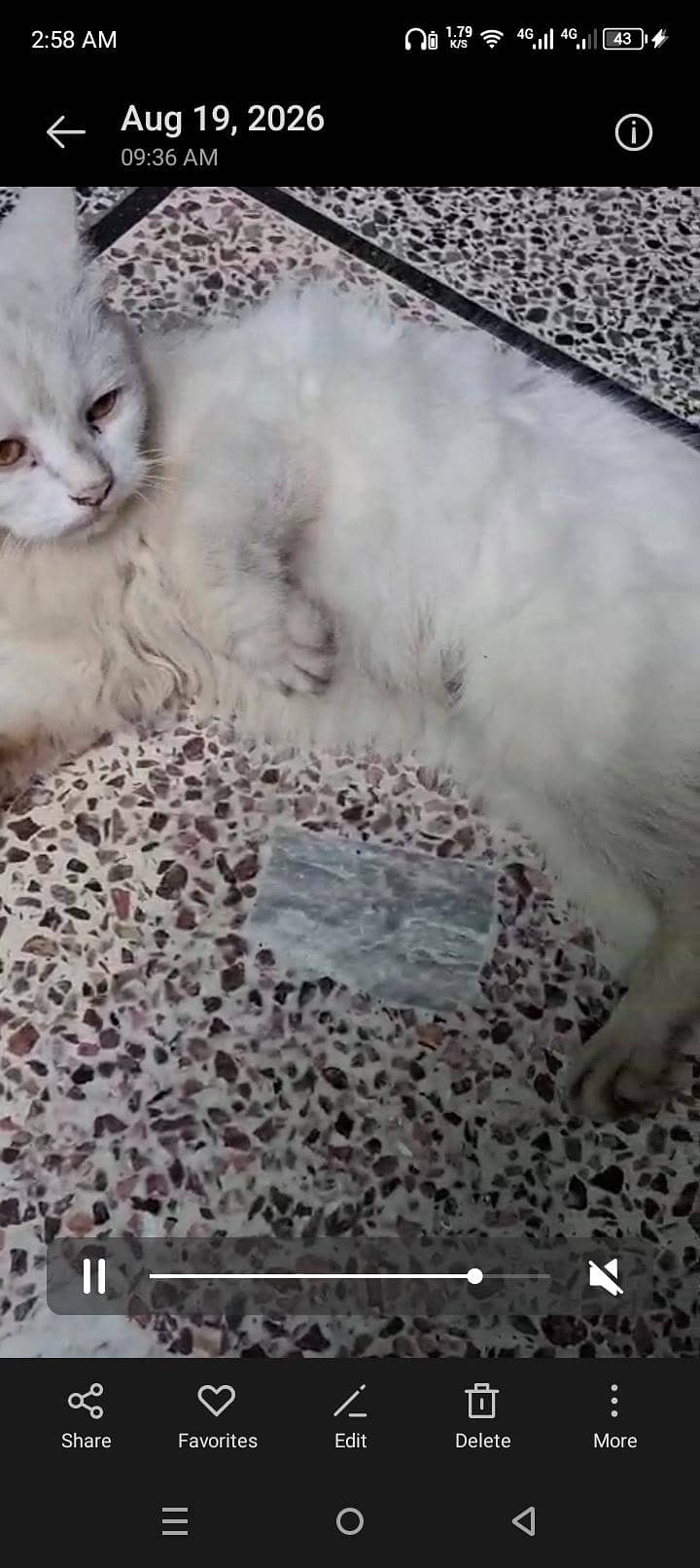double code Persian cat 1