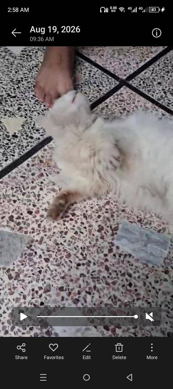 double code Persian cat 2