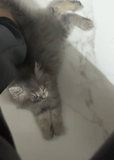 Persian cat persian triple coat white grey cat