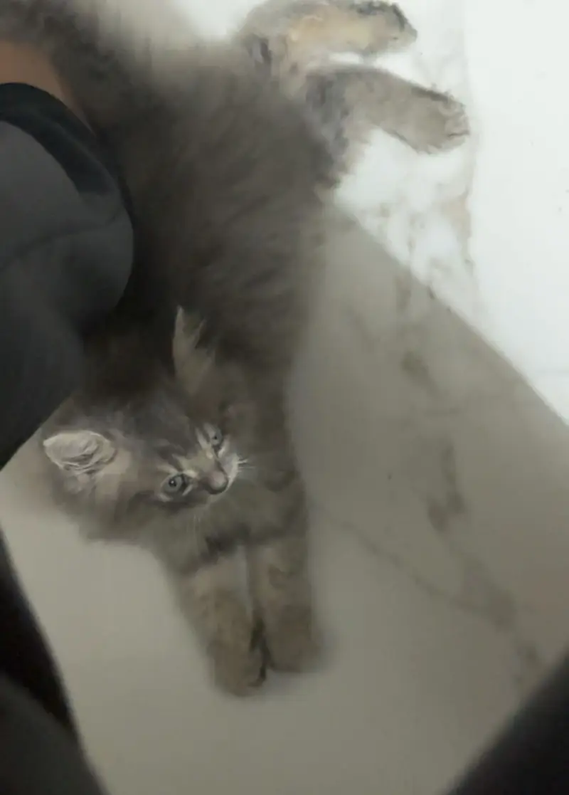 Persian cat persian triple coat white grey cat