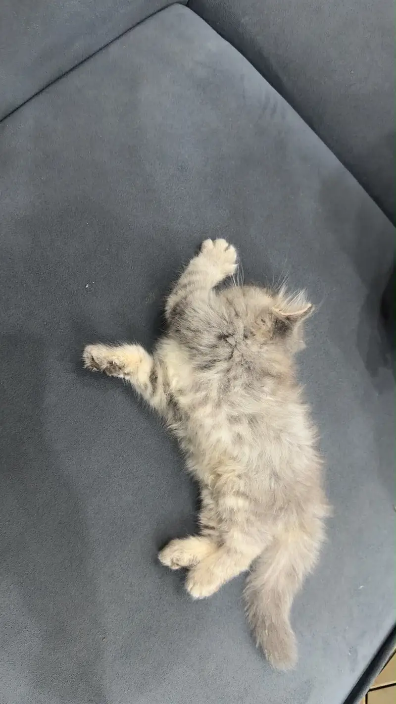 Persian cat persian triple coat white grey cat — photo 2