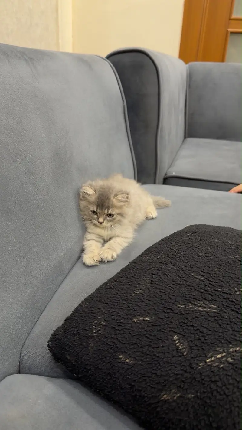 Persian cat persian triple coat white grey cat — photo 4