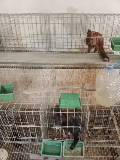 layer cage available for sale