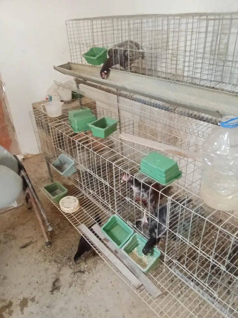 layer cage available for sale — photo 2