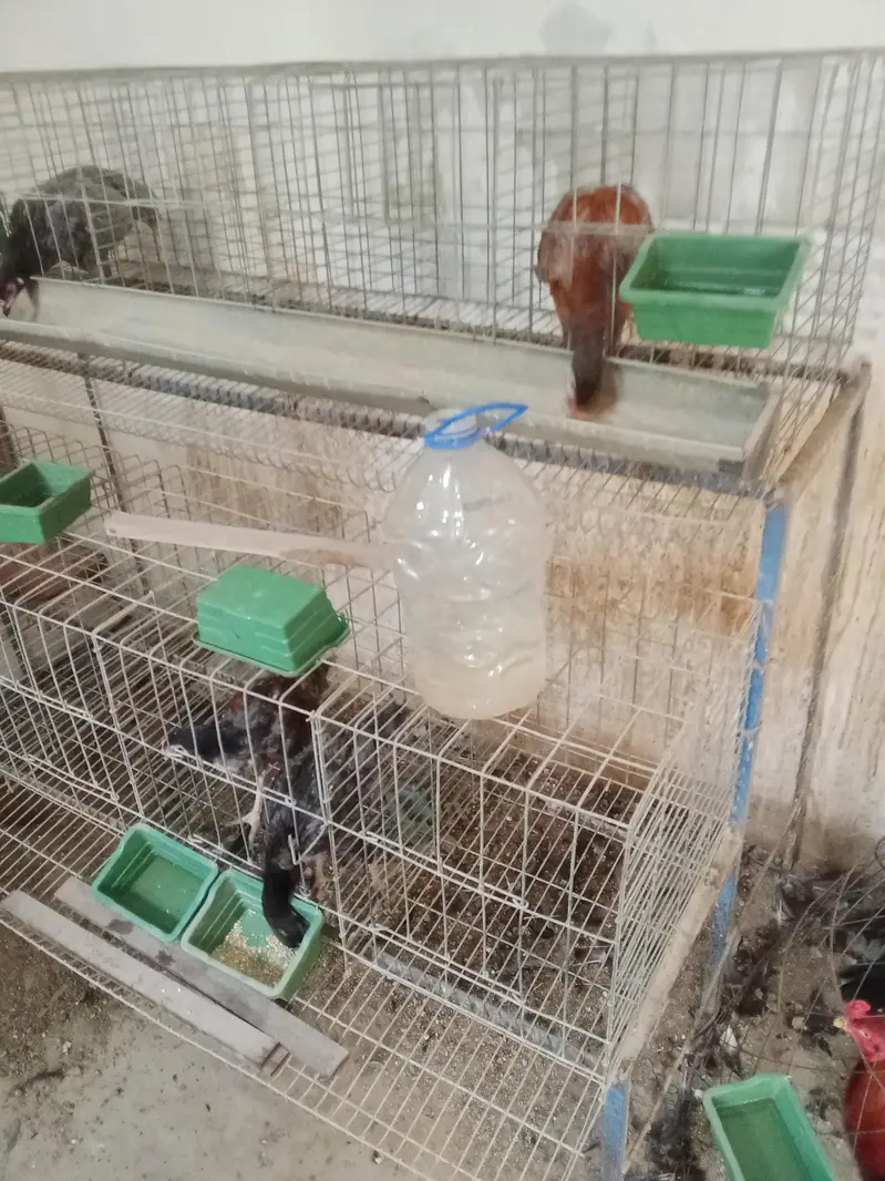 layer cage available for sale — photo 3