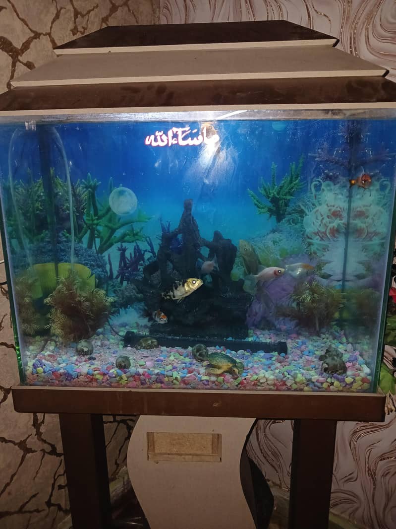 fish tenk 1