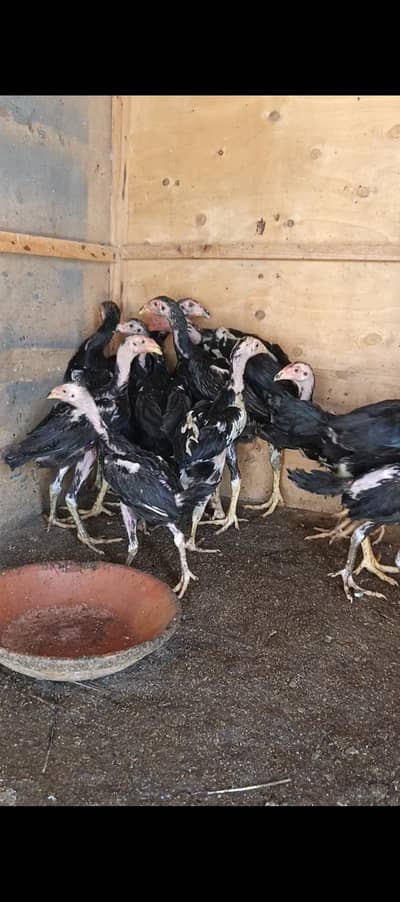 Pure Black Shamo Chicks for sale