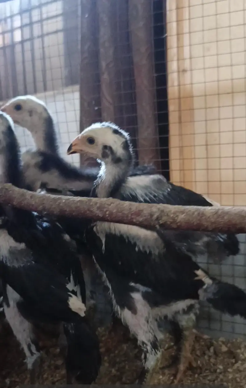 Pure Black Shamo Chicks for sale — photo 2