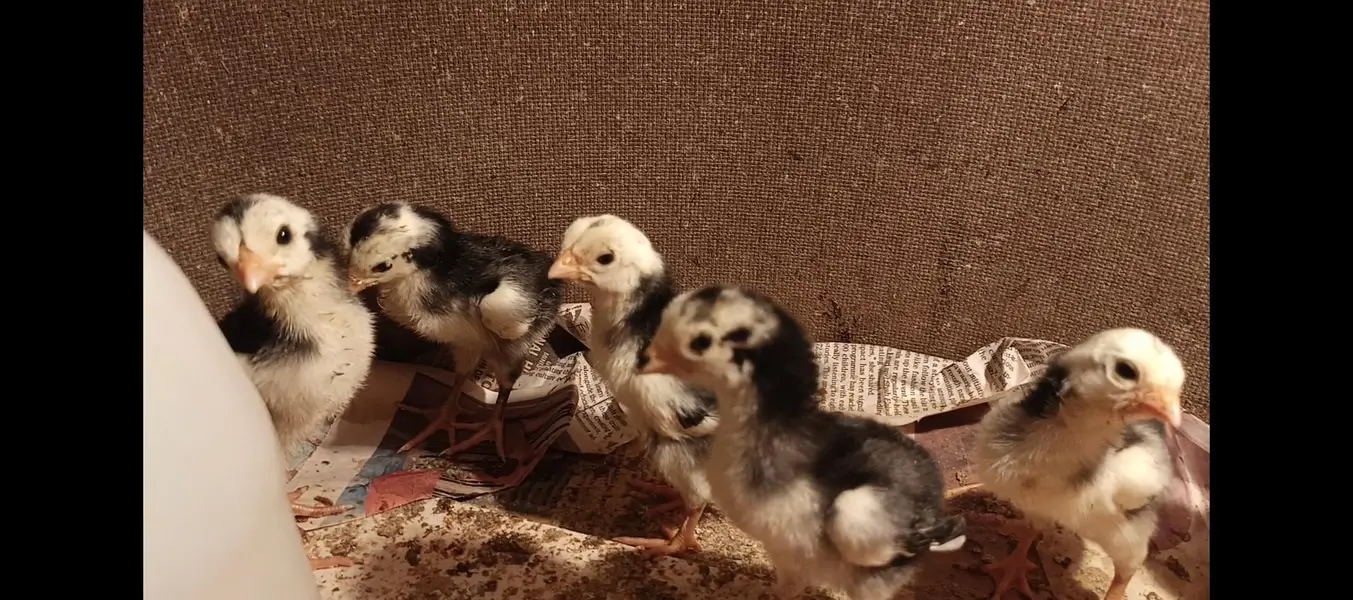 Pure Black Shamo Chicks for sale — photo 3