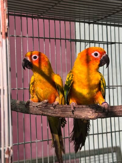 Sun Conure Breeding Pair for Sale, DNA & Ringed