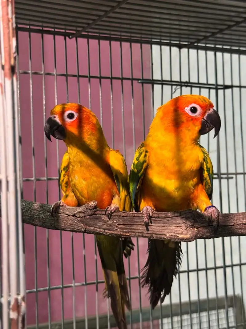 Sun Conure Breeding Pair for Sale, DNA & Ringed