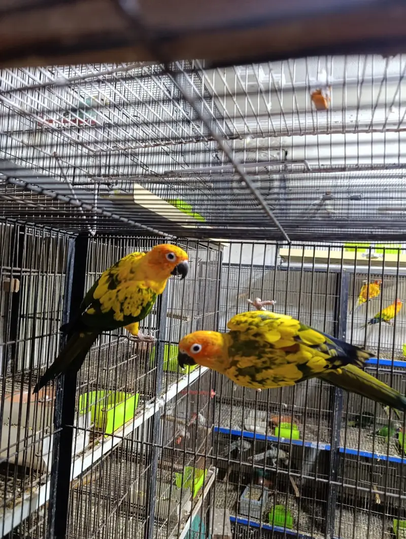 Sun Conure Breeding Pair for Sale, DNA & Ringed — photo 2