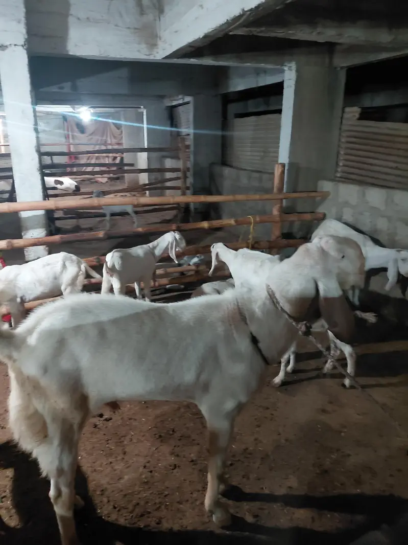 rajapur gulabi & mix — photo 2