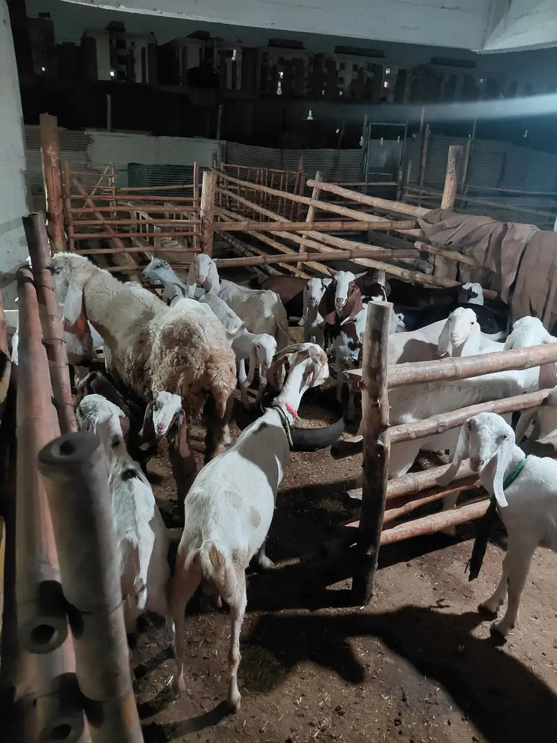 rajapur gulabi & mix — photo 3