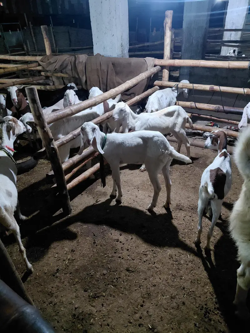 rajapur gulabi & mix — photo 4