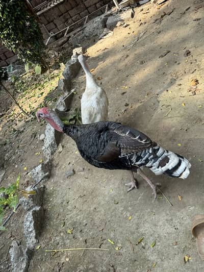 Turkey breeder pair for sale