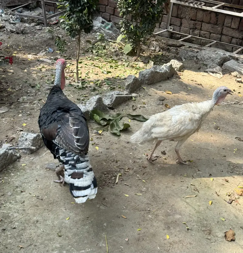 Turkey breeder pair for sale — photo 2