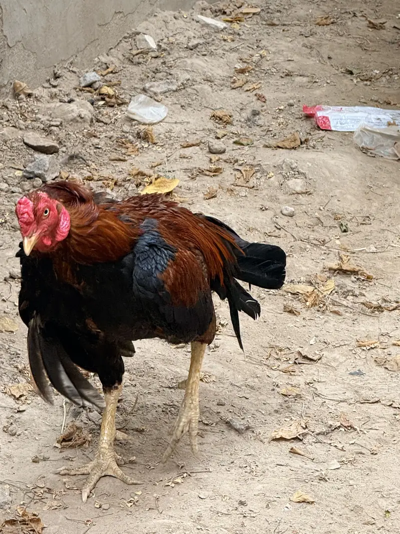 Mian wali Aseel pair — photo 4