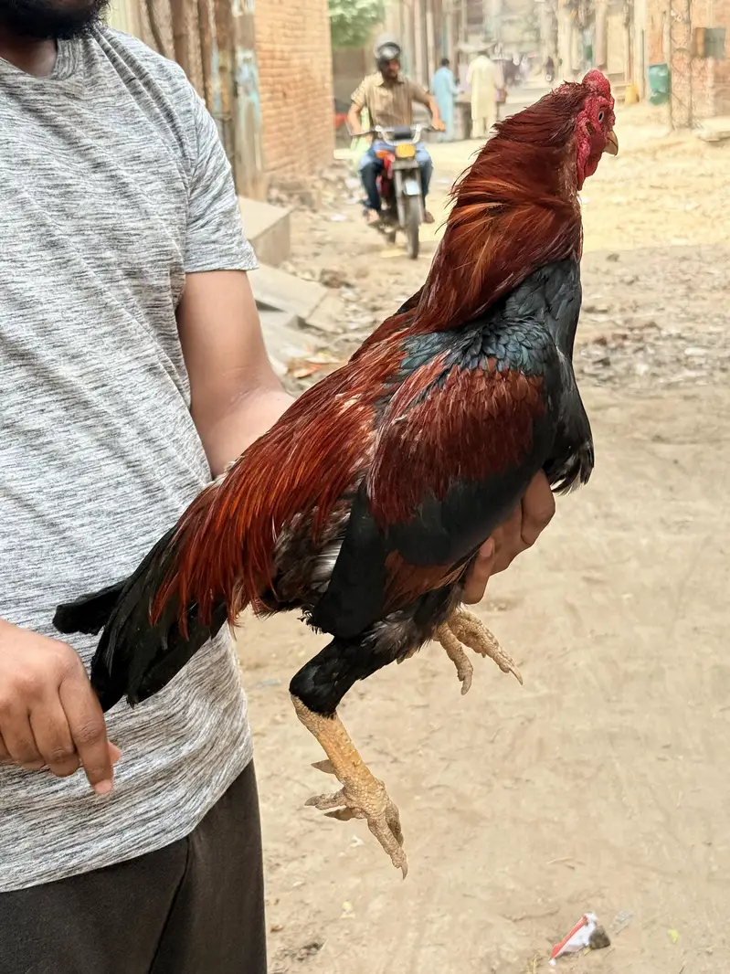 Mian wali Aseel pair — photo 6