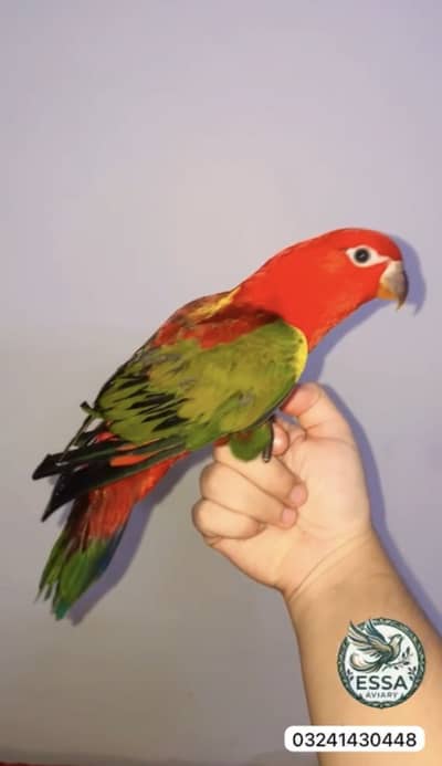 Chattering lory