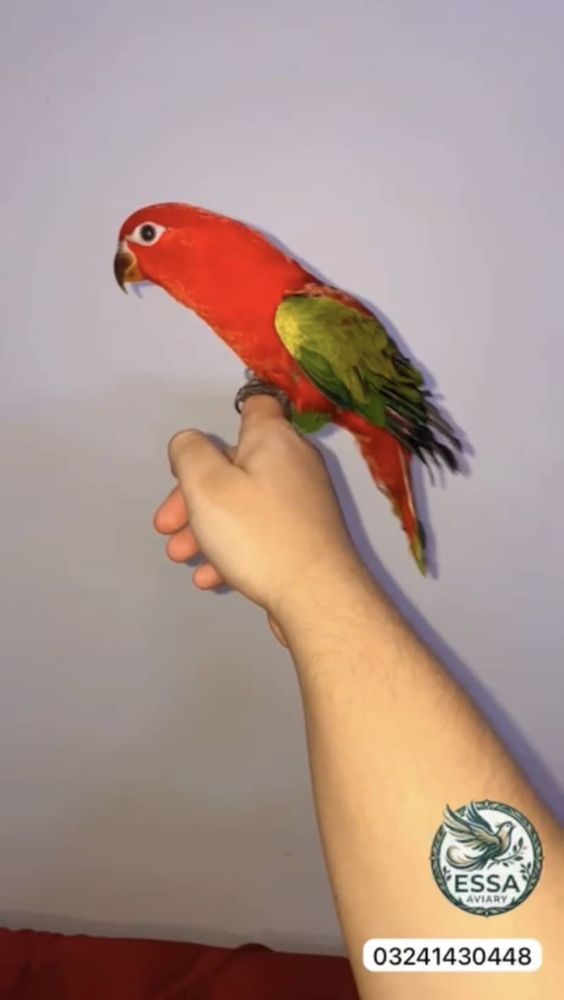 Chattering lory 1