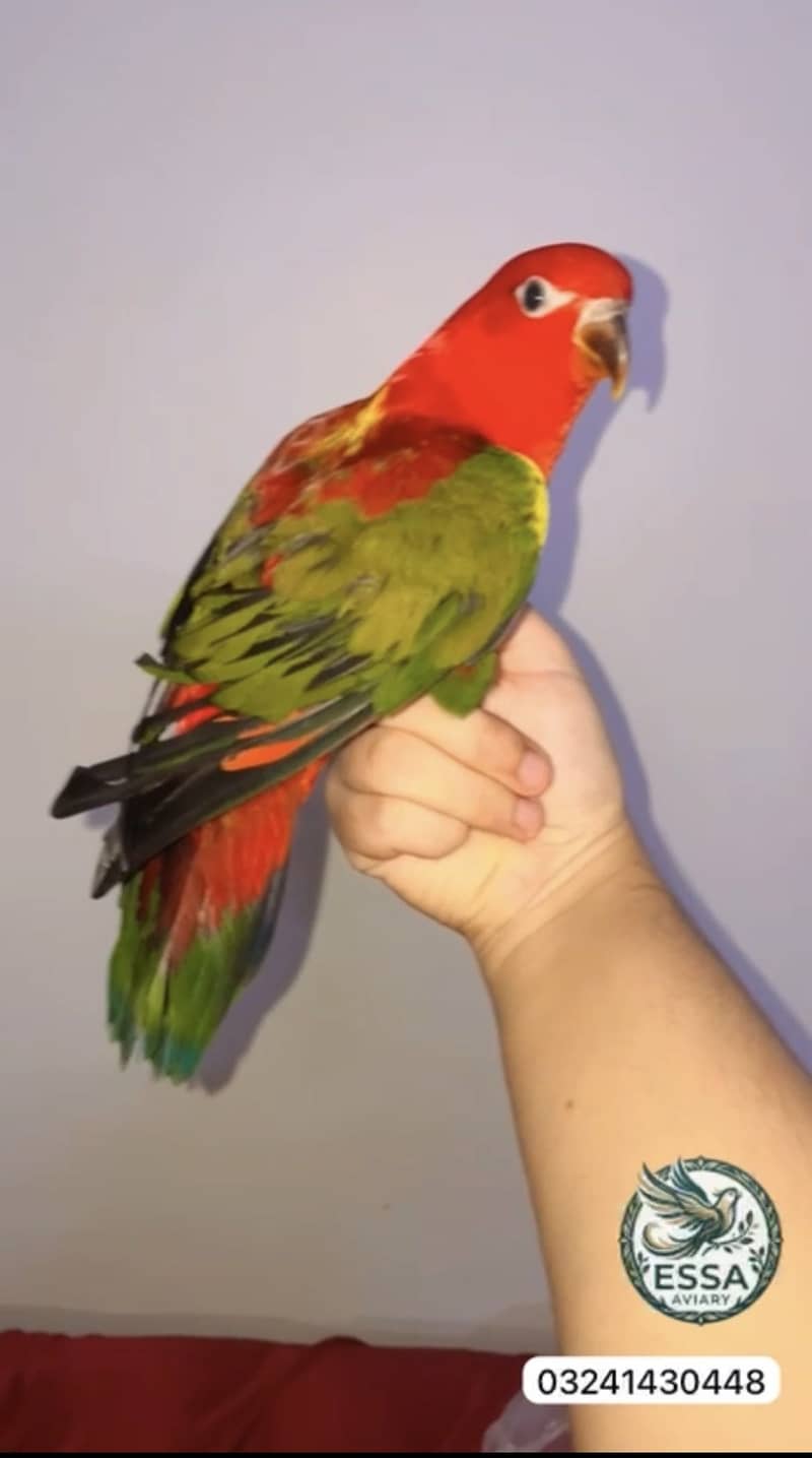 Chattering lory 2