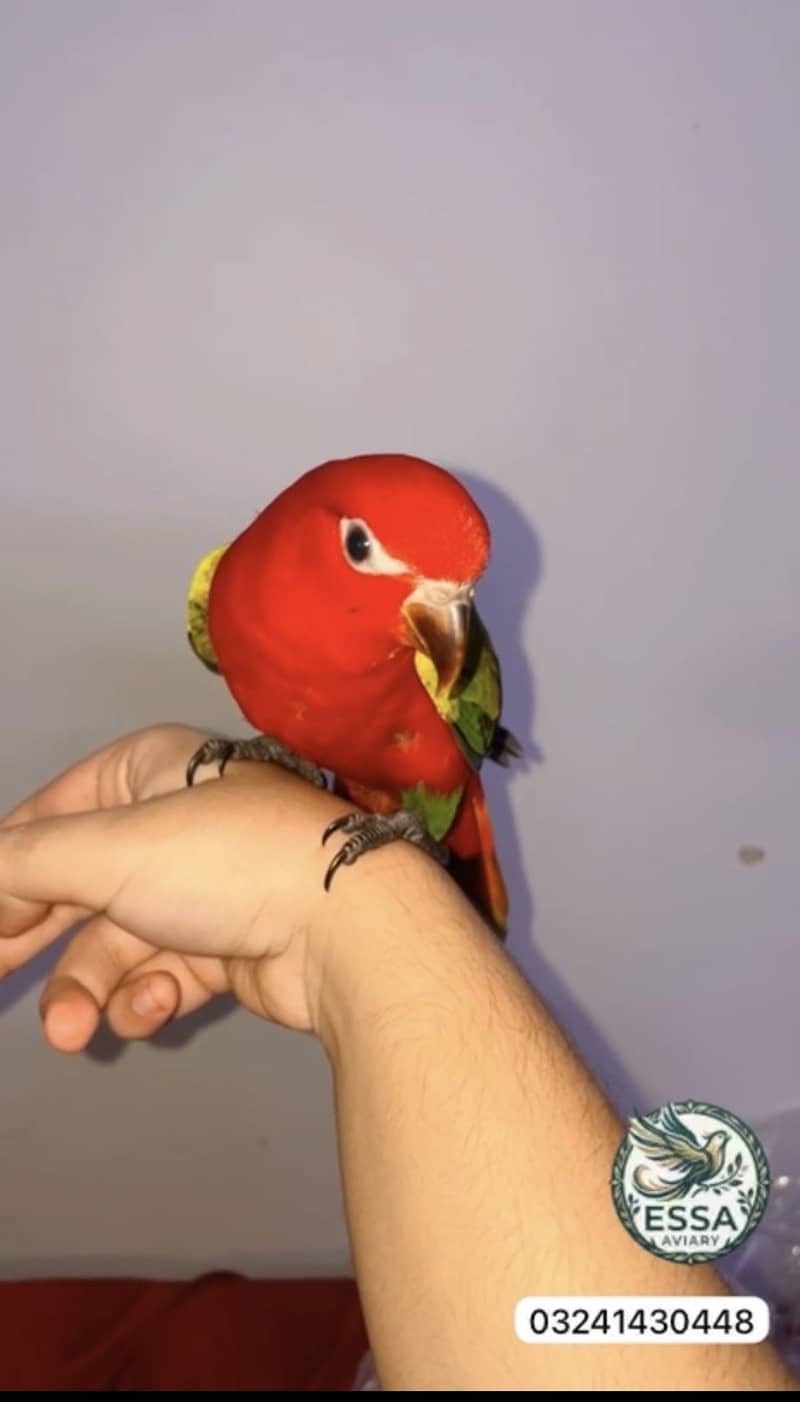 Chattering lory 3