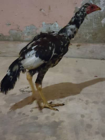 Aseel murgi and 3 chick's urgent sale