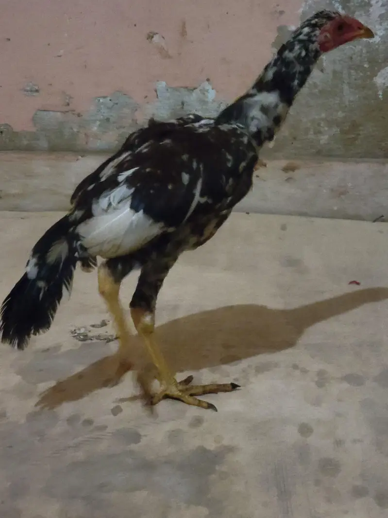Aseel murgi and 3 chick's urgent sale