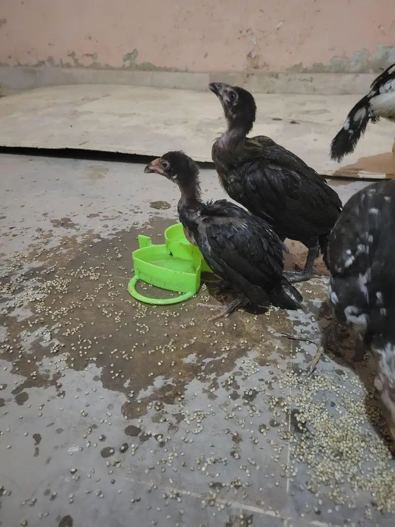 Aseel murgi and 3 chick's urgent sale — photo 2