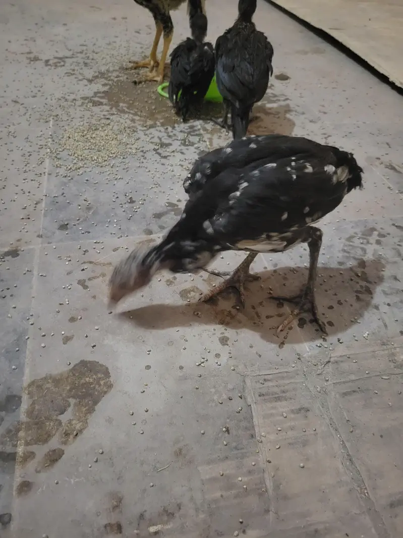 Aseel murgi and 3 chick's urgent sale — photo 3