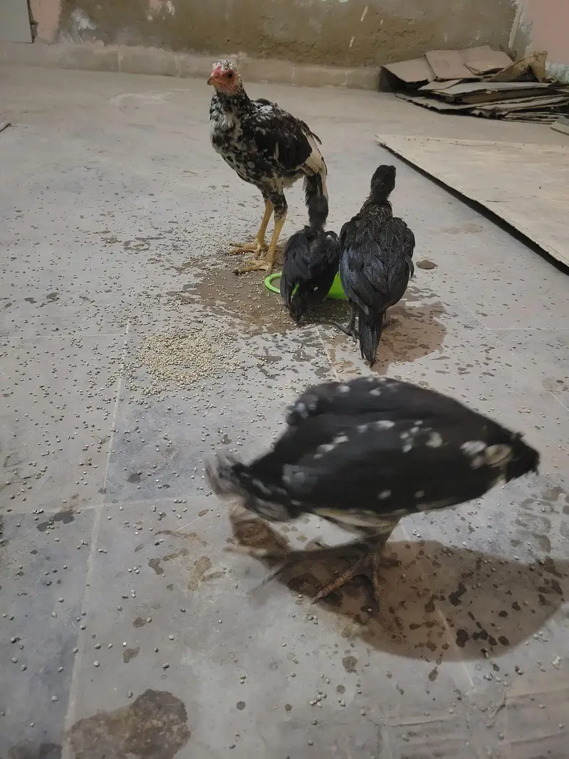 Aseel murgi and 3 chick's urgent sale — photo 4