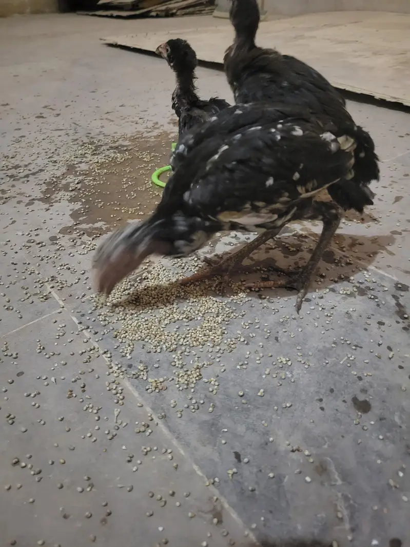 Aseel murgi and 3 chick's urgent sale — photo 5