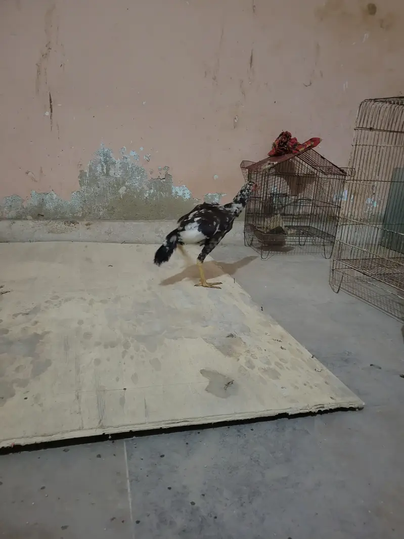 Aseel murgi and 3 chick's urgent sale — photo 6