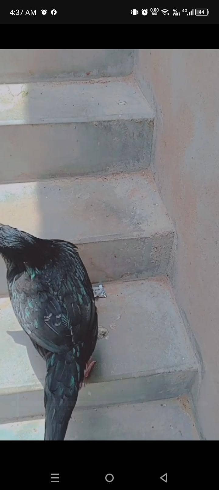 aseel pair 0