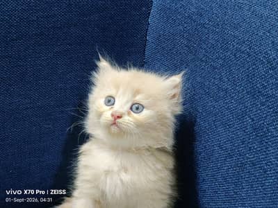 Persian playful cute kittens