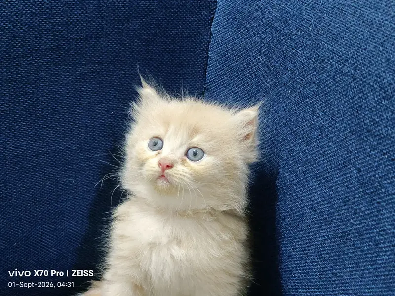 Persian playful cute kittens