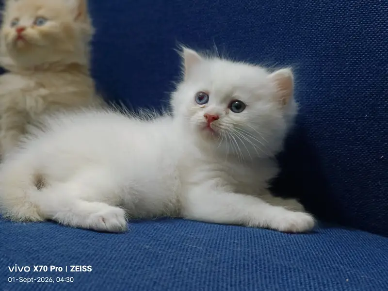 Persian playful cute kittens — photo 2