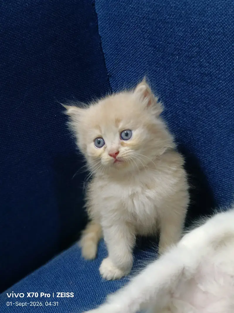 Persian playful cute kittens — photo 3