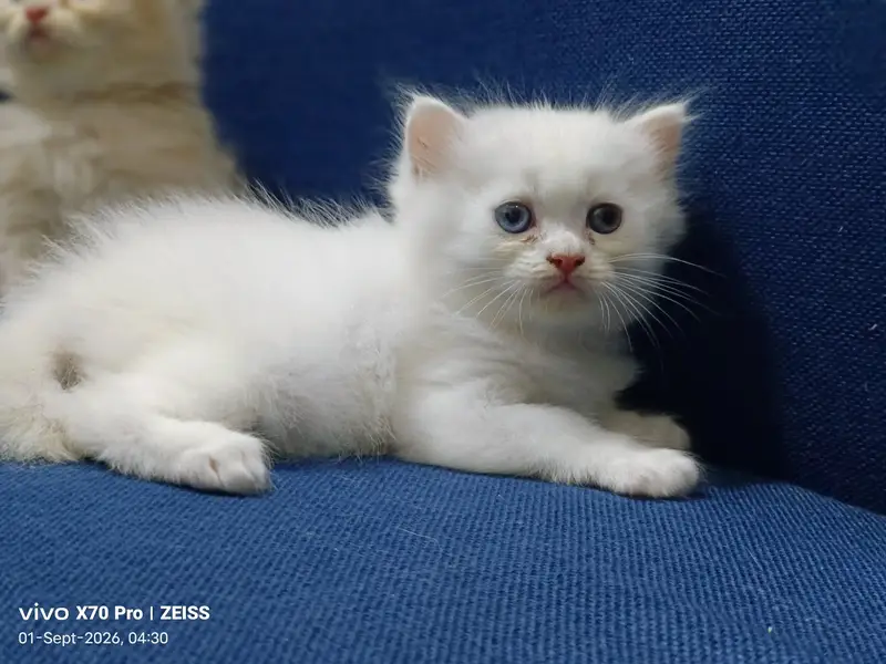 Persian playful cute kittens — photo 4