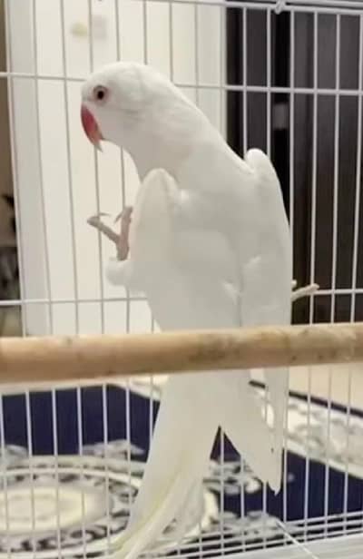 urgent sell white ring Neck