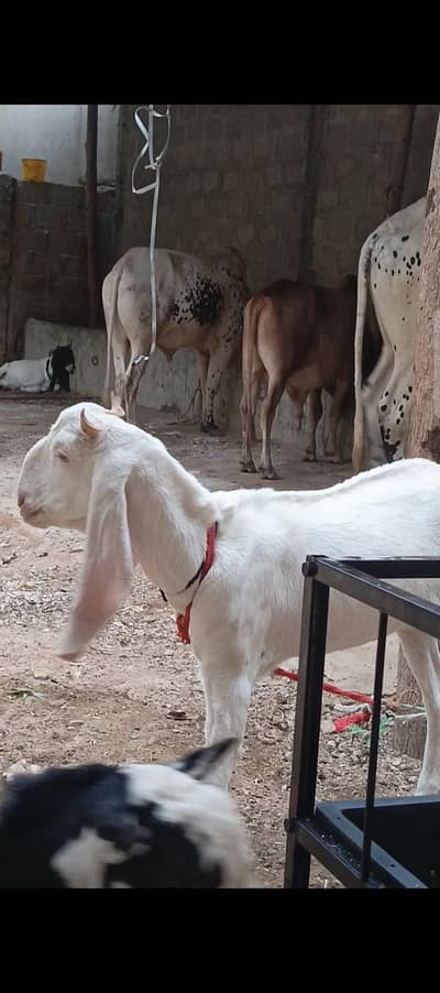 Gulabi bakri for sale.