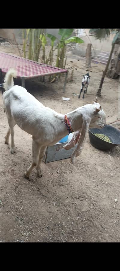 Gulabi bakri for sale.