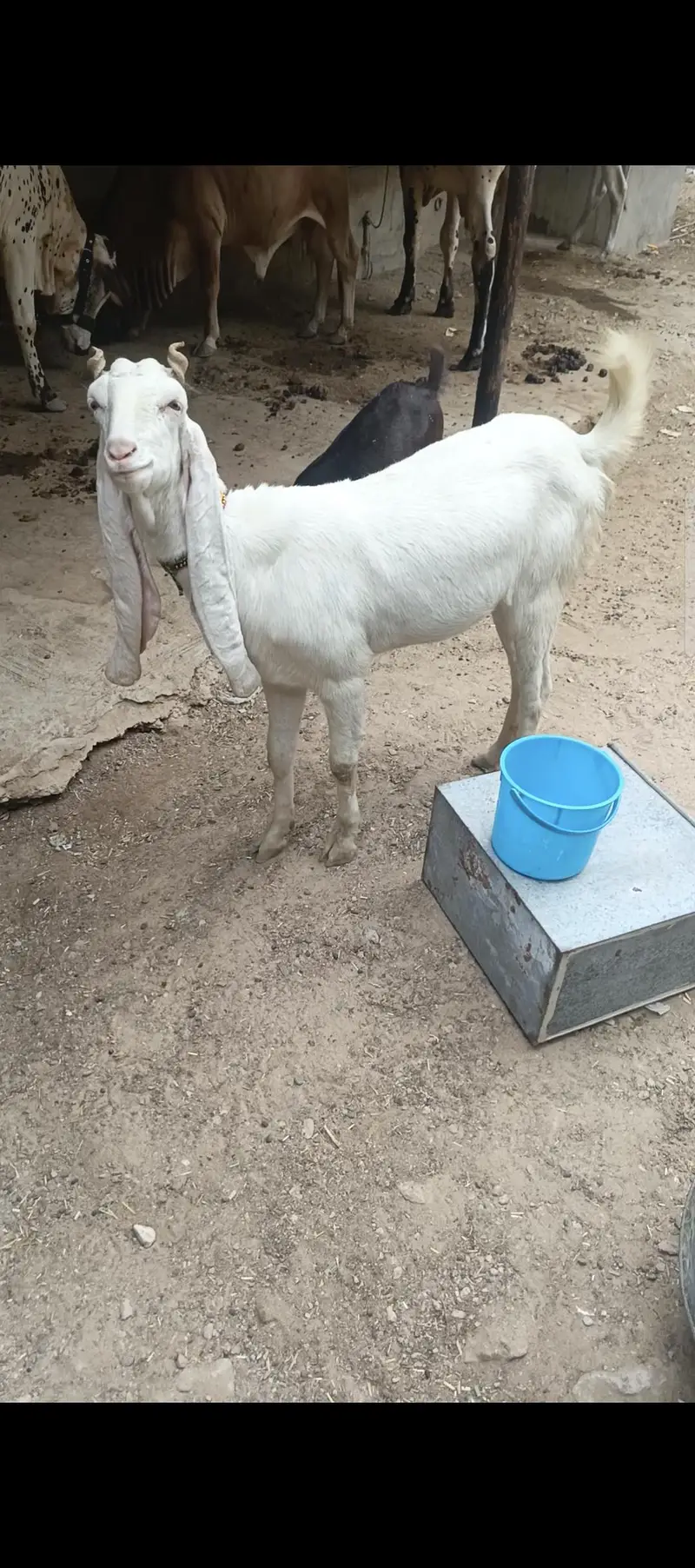Gulabi bakri for sale. — photo 2